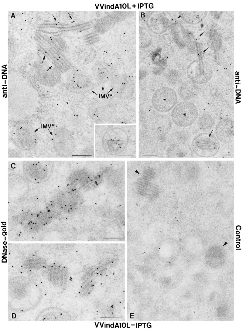 FIG. 9