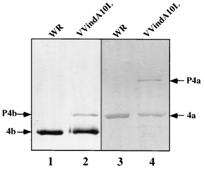 FIG. 12