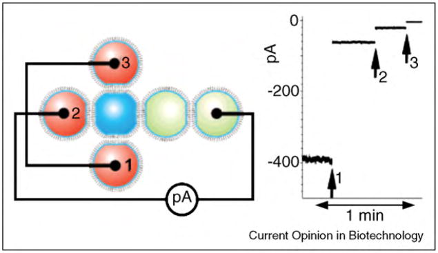 Figure 24