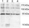 Fig 10