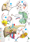 Diagram summarizes the synergistic relationship between locoregional
therapy and immunotherapy. (1) The tumor undergoes either ablation or
chemoembolization, resulting in direct tumor cell death and the subsequent
disruption of the tumor microenvironment and the provision of tumor
neoantigens for antigen-presenting cells. (2) The antigen-presenting cells
travel to lymphatic structures to activate naive cytotoxic T cells. (3) The
activated T cells can then attack tumor cells with supplemental
immunotherapy to synergistically optimize antitumor response. (4)
Furthermore, the combination of immunotherapy with activated T cells may
increase the efficacy of immunotherapy on nonablated or nonembolized tumors.
CLTA4 = cytotoxic T-lymphocyte–associated protein 4, PD-1 =
programmed cell death protein 1, PD-L1 = programmed cell death ligand 1, TCR
= T-cell receptor, VEGF = vascular endothelial growth factor.
