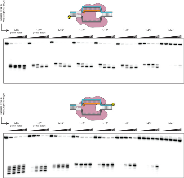 Figure 3—figure supplement 4.