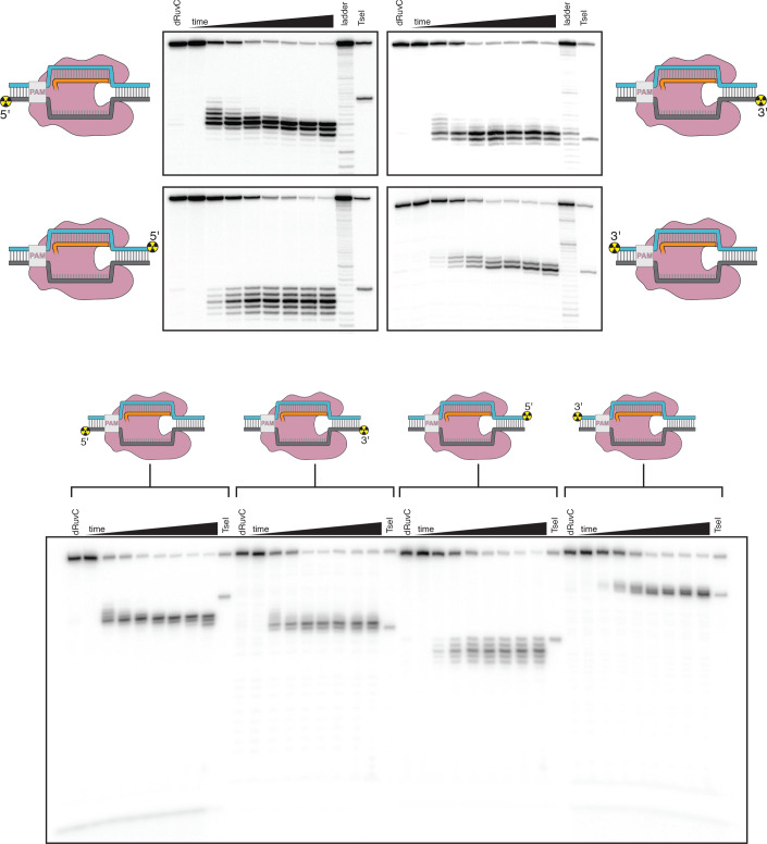 Appendix 2—figure 1—figure supplement 1.