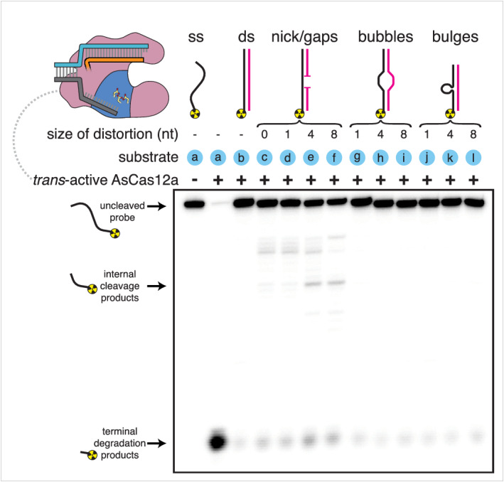 Appendix 1—figure 1.