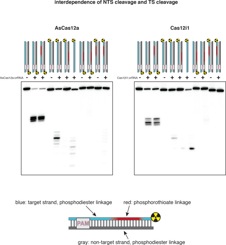 Appendix 2—figure 2—figure supplement 1.