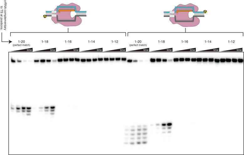 Figure 3—figure supplement 3.