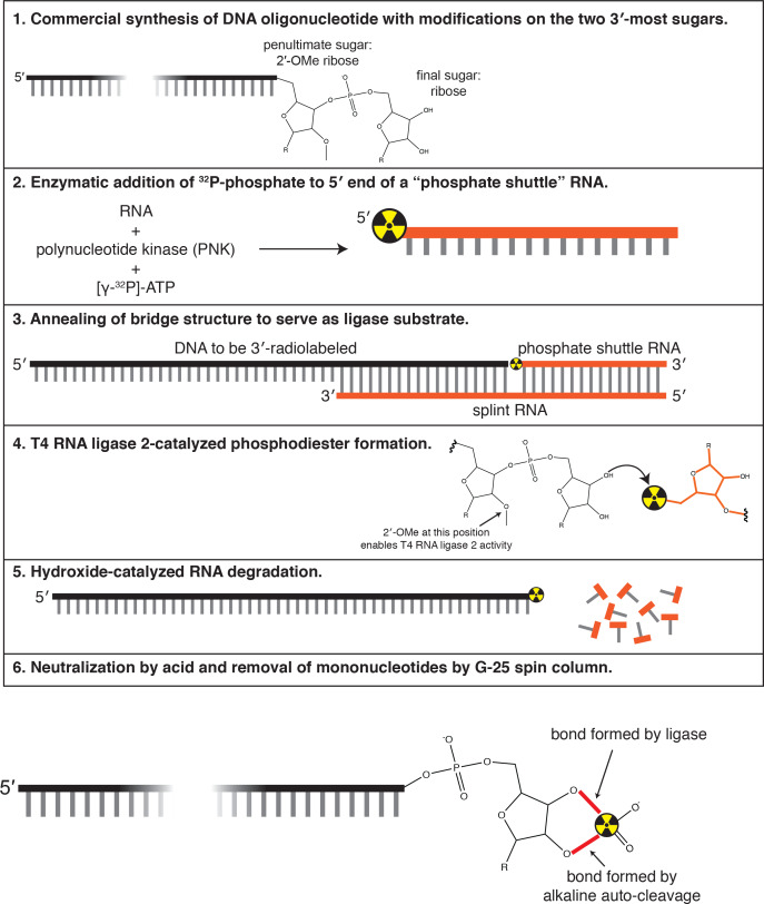 Figure 2—figure supplement 1.