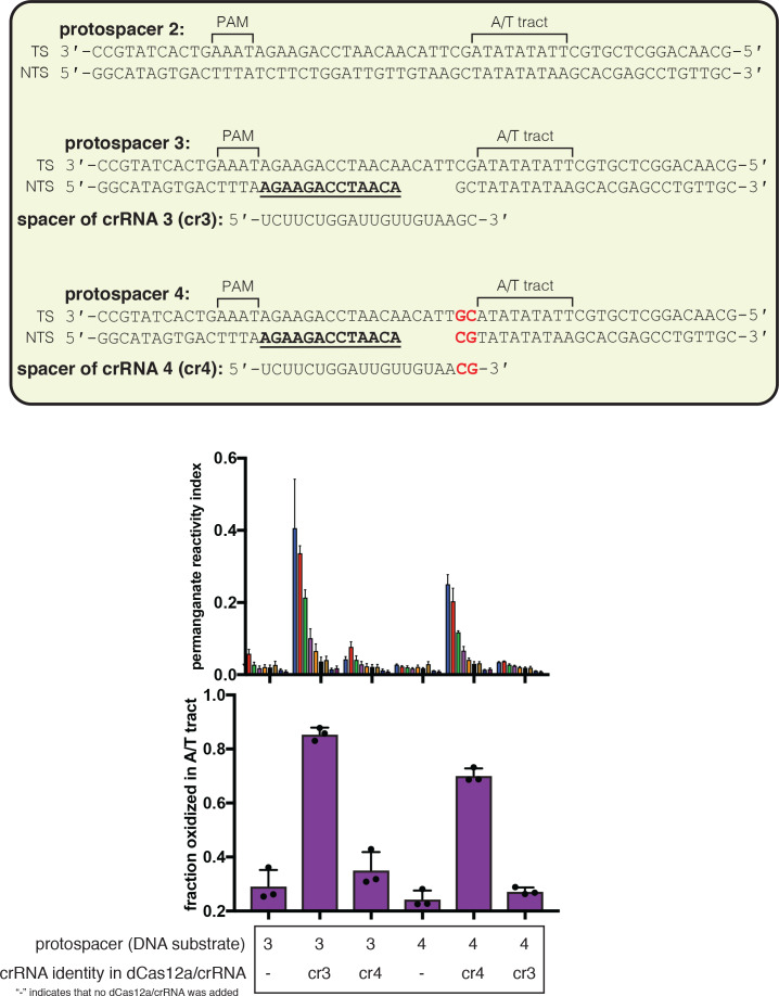 Figure 3—figure supplement 2.