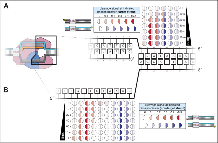 Appendix 2—figure 1.