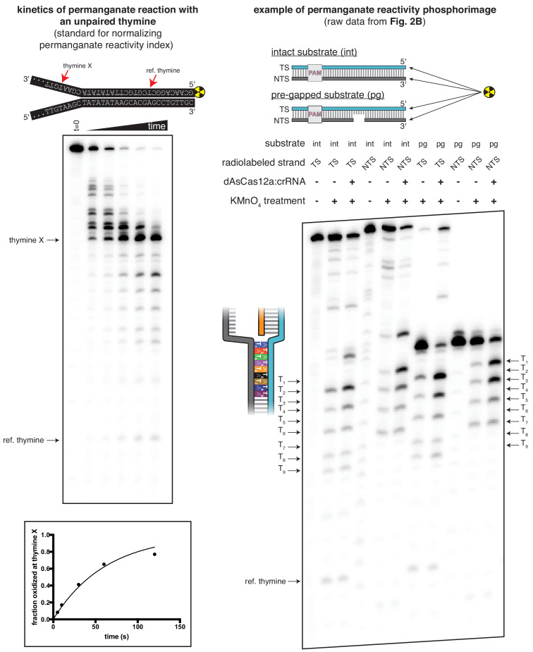 Figure 2—figure supplement 3.