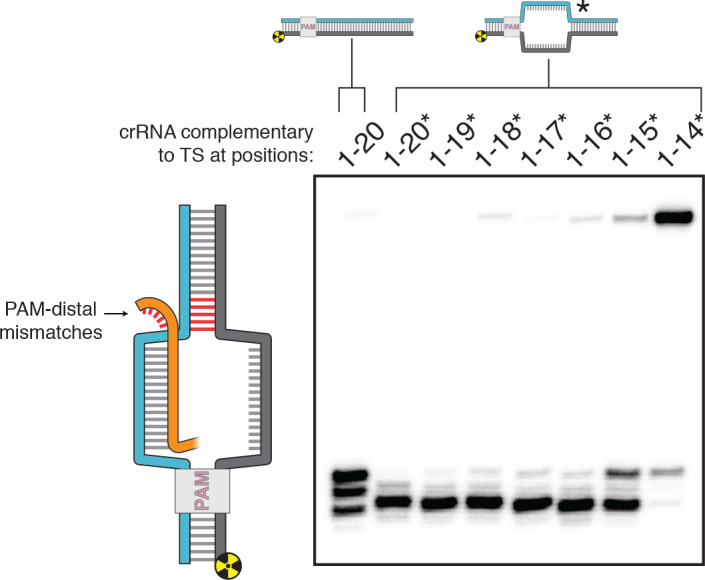 Figure 3—figure supplement 6.