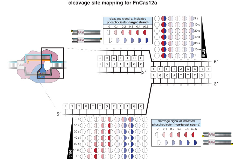 Appendix 2—figure 1—figure supplement 6.