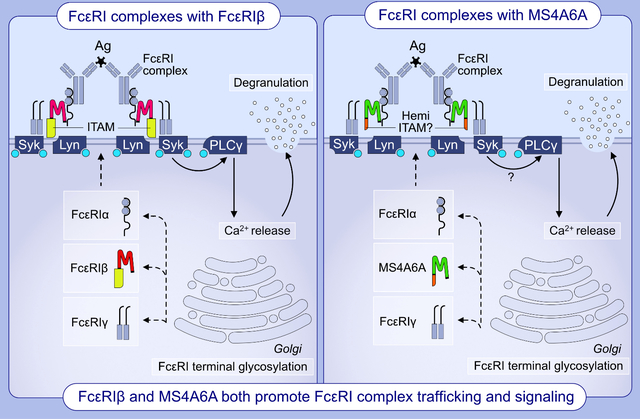 graphic file with name nihms-1852997-f0001.jpg