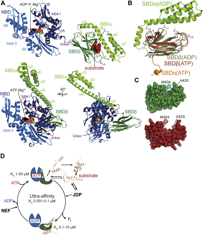 FIGURE 2