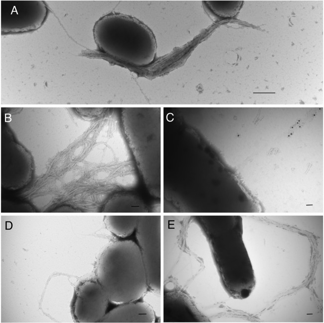 FIG 2