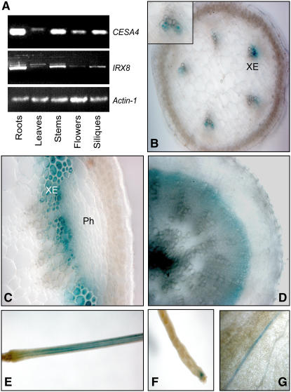 Figure 4.