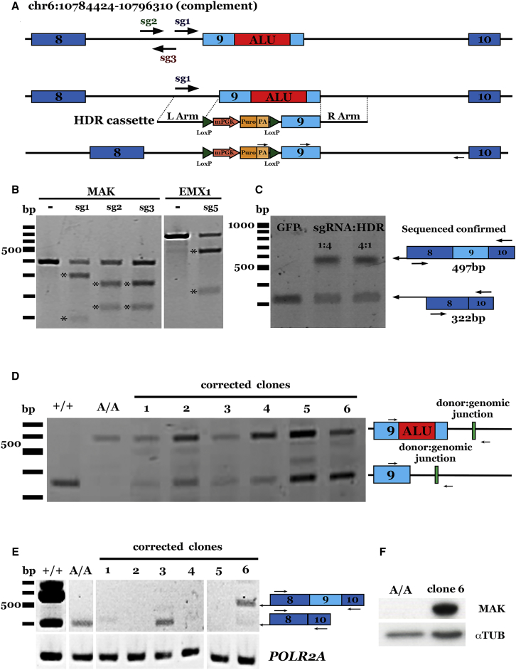 Figure 1