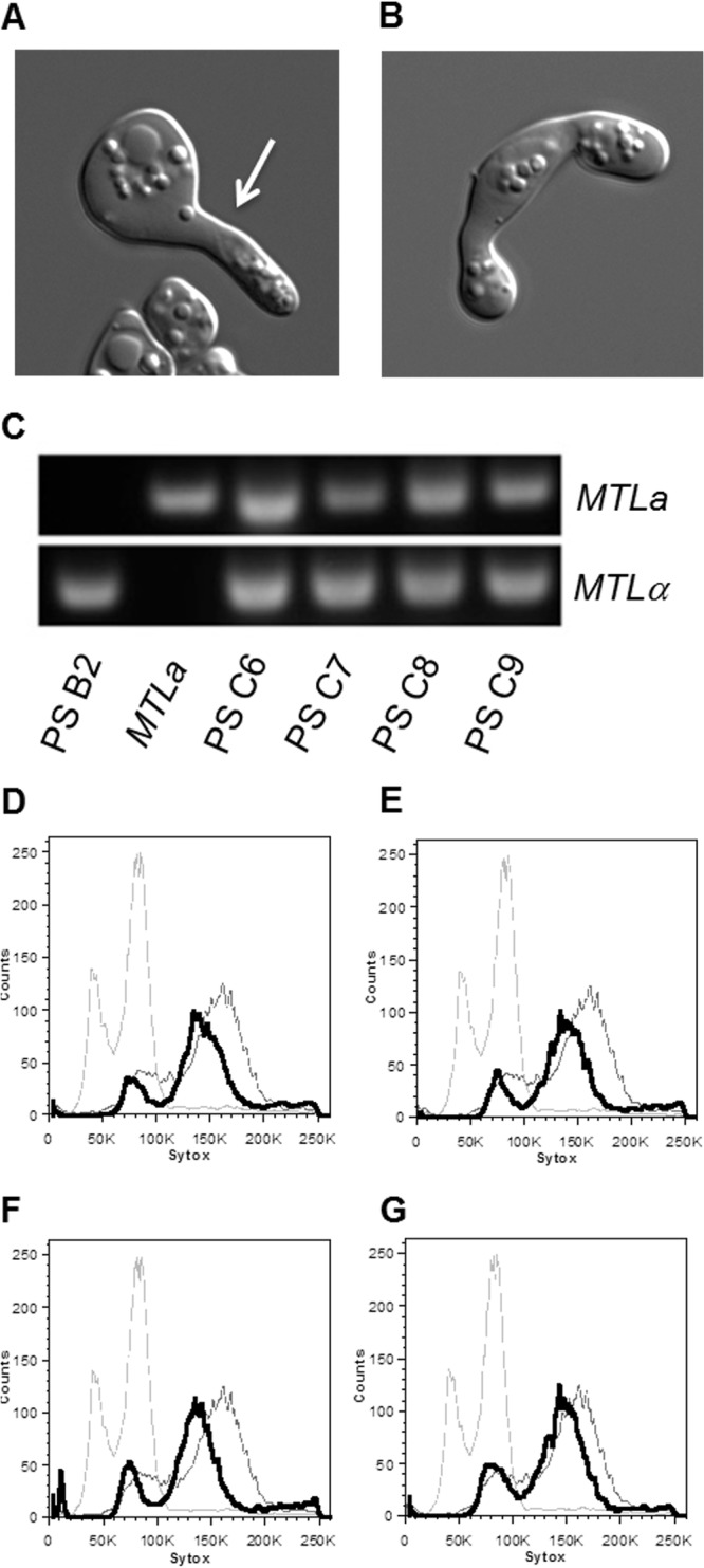 Fig 4