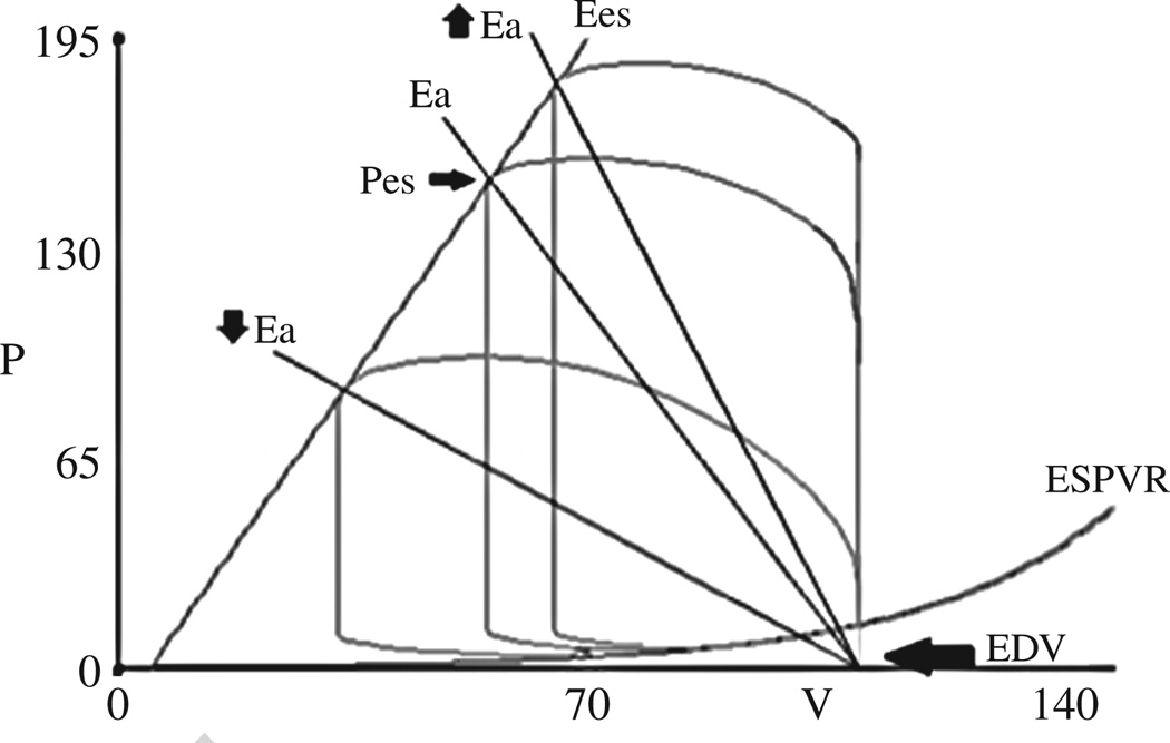 Echocardiographic assessment of pressure volume relations in heart ...