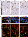 Figure 5—figure supplement 1.