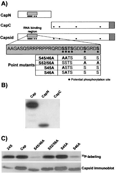 FIG. 1.