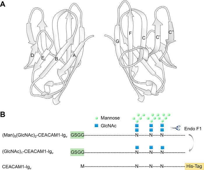 FIGURE 1.