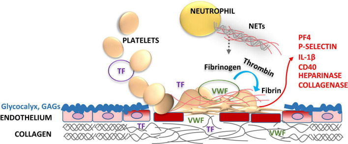 FIGURE 1