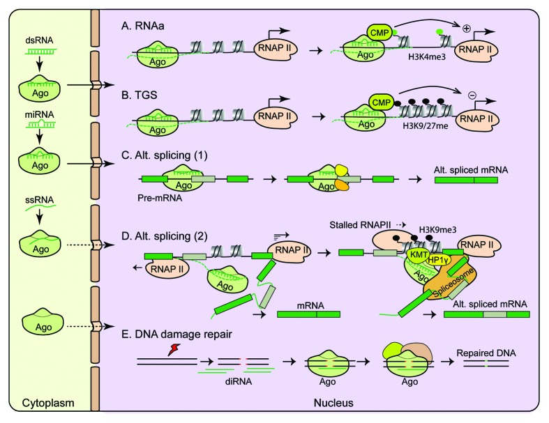 graphic file with name rna-11-18-g1.jpg