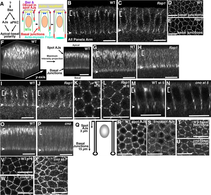 FIGURE 1: