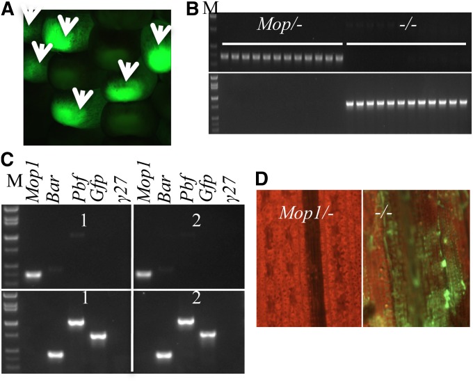 Figure 6 