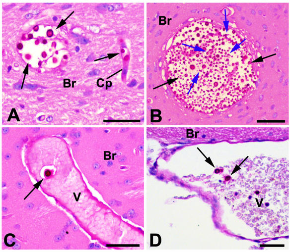 FIG. 5.