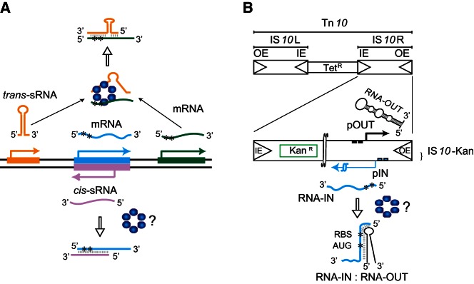 FIGURE 1.