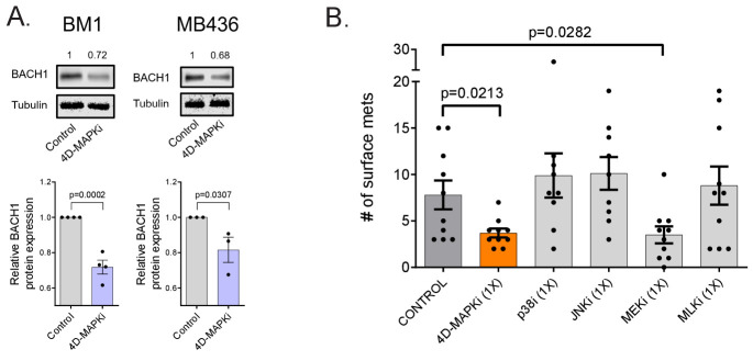 Figure 5—figure supplement 2.