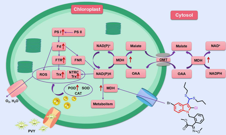 Figure 7