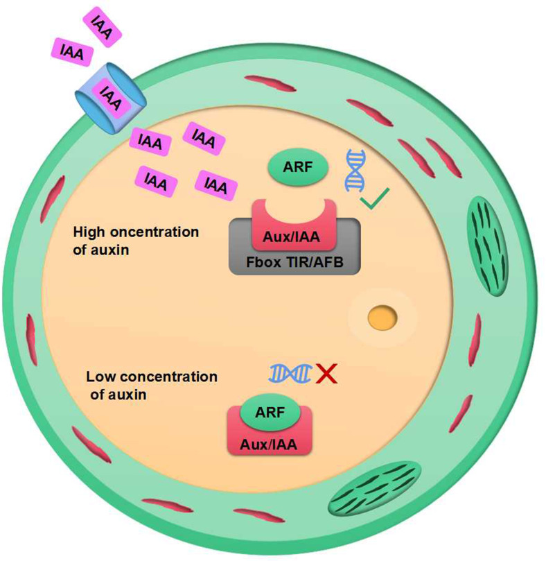 Figure 2