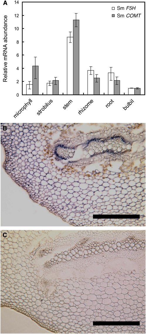 Figure 6.