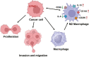 Graphical Abstract