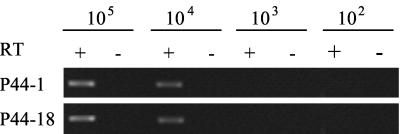 FIG. 1.