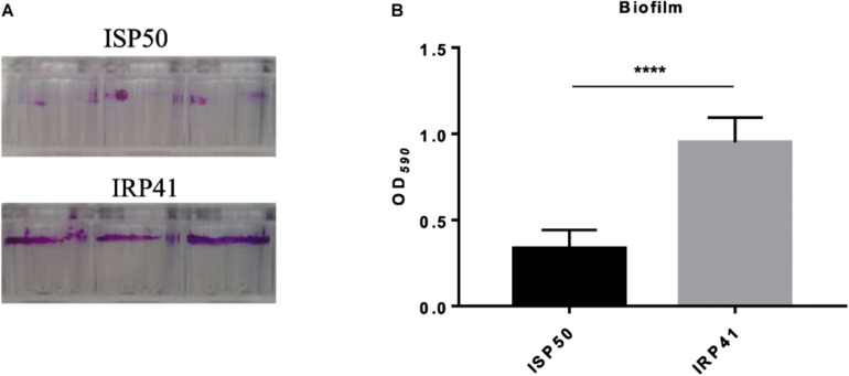 FIGURE 4