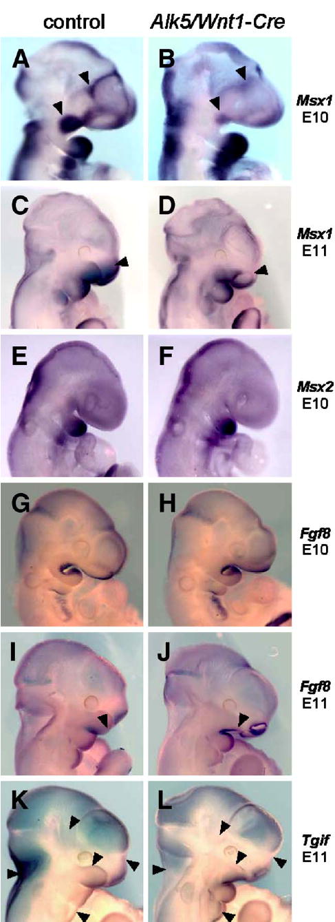 Fig. 9