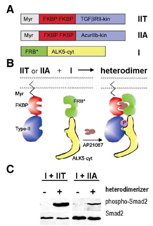 Fig. 11