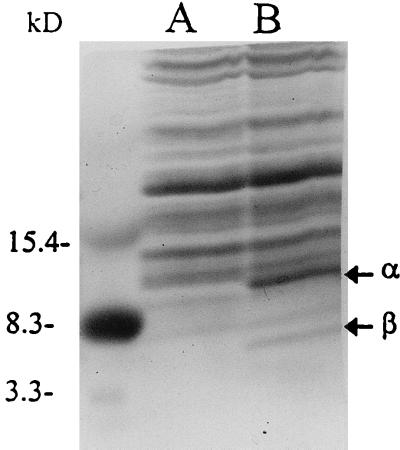 FIG. 5