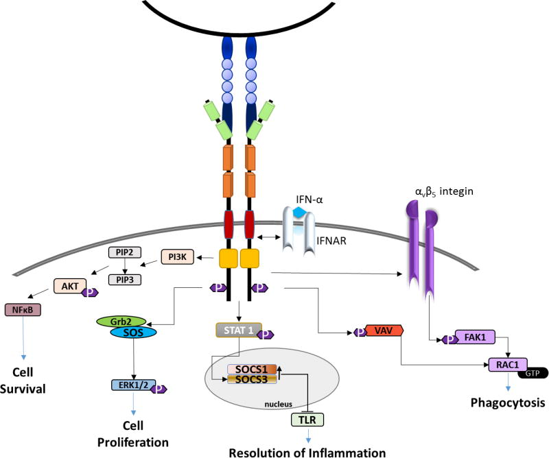 The Role of TAM Family Receptors and Ligands in the Nervous System ...