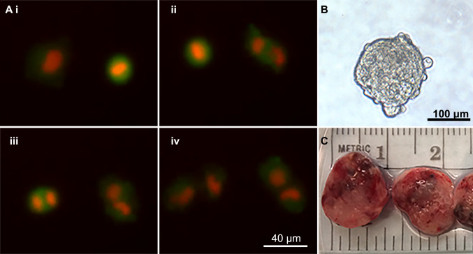 Fig. 2