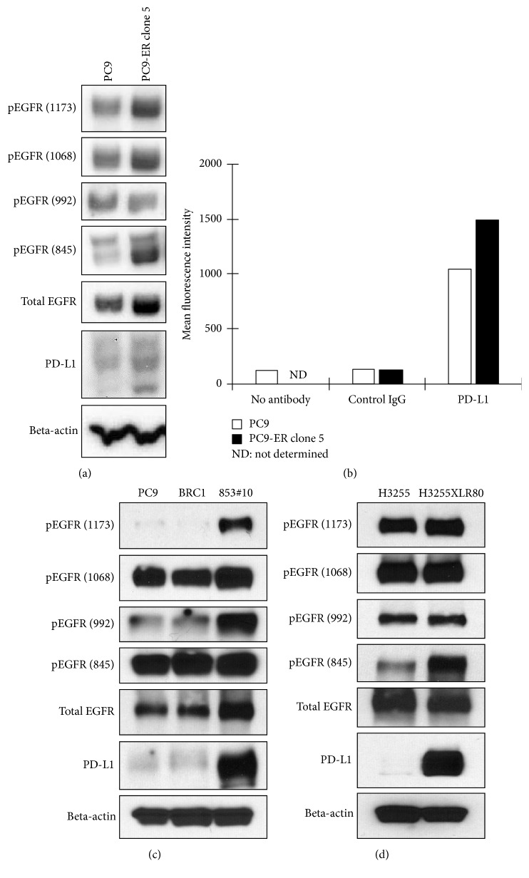 Increased EGFR Phosphorylation Correlates with Higher Programmed Death ...