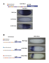 Figure 6—figure supplement 1.