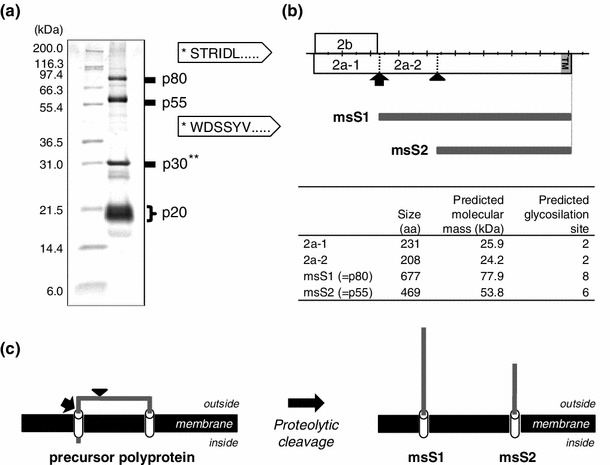 Fig. 6