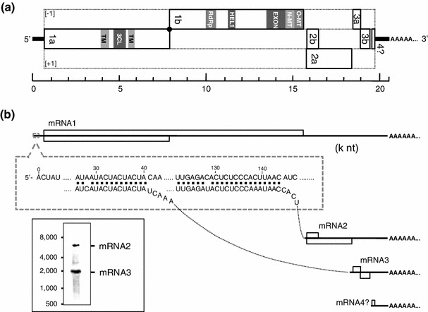 Fig. 4