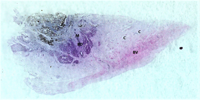 Fig. 5