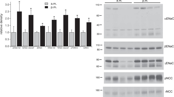 Fig. 9.